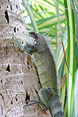 Common iguana (Iguana iguana) on a coconut trunk, Club Med beach, Saint Anne, Guadeloupe