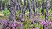 Maritime pines of Landes and heather, Landes forest, France