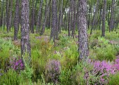 Maritime pines of Landes and heather, Landes forest, France