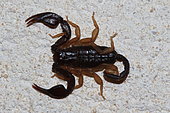 European yellow tailed scorpion (Euscorpius flavicaudis), Ardèche, France