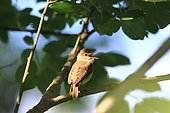 Marsh Warbler (Acrocephalus palustris) singing on a branch