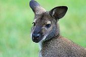 Portrait of Western Gray Kangaroo (Macropus fuliginosus)