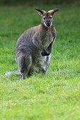 Western Gray Kangaroo (Macropus fuliginosus) in grass