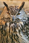 Portrait of Eagle Owl (Bubo bubo)