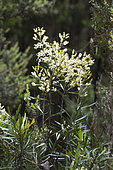 Guitar plant (Lomatia tinctoria) in bloom, Cradle Mountain National Park - St Clair Lake, Tasmania, Australia