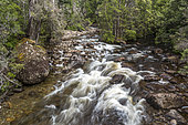 Cuvier River, Cradle Mountain National Park - St Clair Lake, Tasmania, Australia