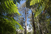 Mountain ash (Eucalyptus regnans), Mount Field National Park, Tasmania, Australia