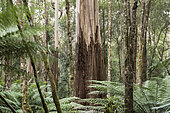 Mountain ash (Eucalyptus regnans), Mount Field National Park, Tasmania, Australia