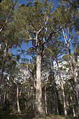 Mountain ash (Eucalyptus regnans), Mount Field National Park, Tasmania, Australia
