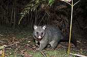 Common brushtail possum (Trichosurus vulpecula), Mount Field National Park, Tasmania, Australia