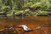 River water colored by the tannin of decaying vegetation, Mount Field National Park, Tasmania, Australia