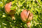 Punica granatum 'Nana'
