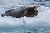 Bearded seal (Erignathus barbatus) on a piece of ice, Fuglefjord, Spitzberg, Svalbard.
