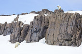 Ours polaire (Ursus maritimus) mâle et femelle sur rocher, Spitzberg, Svalbard.