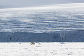 Polar bear (Ursus maritimus) adult female and her seven-month-old cub on the pack ice, Spitzberg, Svalbard.