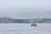 Polar bear (Ursus maritimus) adult male walking on the pack ice, Spitzberg, Svalbard.