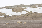 Polar bear (Ursus maritimus) female and her cubs 7 months old, on the shore, Nordaustlandet, Spitzberg, Svalbard.