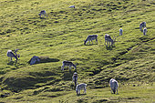 Svalbard reindeers (Rangifer tarandus platyrhynchus) in tundra, Spitsbergen