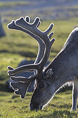Svalbard reindeer (Rangifer tarandus platyrhynchus) grazing, Spitsbergen