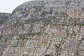 Polar bear (Ursus maritimus) hunting birds in a cliff, Murchisonfjord, Nordaustlandet, Spitzberg, Svalbard