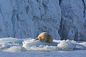 Polar bear (Ursus maritimus) adult male resting on a piece of ice, Nordaustlandet, Spitzberg, Svalbard.