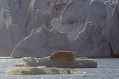 Polar bear (Ursus maritimus) adult male resting on a piece of ice, Nordaustlandet, Spitzberg, Svalbard.