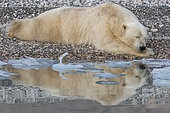 Polar bear (Ursus maritimus) adult male lying at the water's edge, Wahlenbergfjord, Nordaustlandet, Spitzberg, Svalbard.