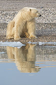 Polar bear (Ursus maritimus) adult male sitting at the water's edge, Wahlenbergfjord, Nordaustlandet, Spitzberg, Svalbard.