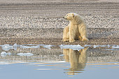 Polar bear (Ursus maritimus) adult male sitting at the water's edge, Wahlenbergfjord, Nordaustlandet, Spitzberg, Svalbard.