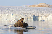 Walrus (Odobenus rosmarus) on a piece of ice, Etonbreen, Wahlenbergfjord, Nordaustlandet, Spitzberg, Svalbard.