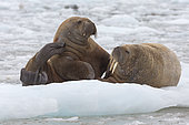 Walrus (Odobenus rosmarus) on a piece of ice, wahlenbergfjord, Nordaustlandet, Spitzberg, Svalbard.