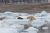 Polar bear (Ursus maritimus) adult male attacking a bearded seal on the ice, Wahlenbergfjord, Nordaustlandet, Spitzberg, Svalbard.