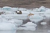 Polar bear (Ursus maritimus) adult male attacking a bearded seal on the ice, Wahlenbergfjord, Nordaustlandet, Spitzberg, Svalbard.