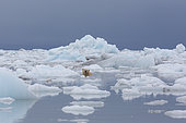 Polar bear (Ursus maritimus) adult male swimming in ice, Wahlenbergfjord, Nordaustlandet, Spitzberg, Svalbard.