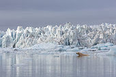 Polar bear (Ursus maritimus) sitting in the water sitting on a piece of ice, Wahlenbergfjord, Nordaustlandet, Spitzberg, Svalbard.