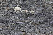 Polar bear (Ursus maritimus) female and her two cubs, Spitzberg, Svalbard