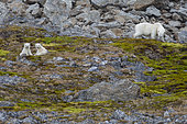 Polar bear (Ursus maritimus) female and her two cubs, Spitzberg, Svalbard