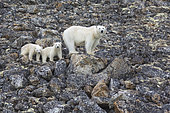 Polar bear (Ursus maritimus) female and her two cubs, Spitzberg, Svalbard