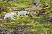Polar bear (Ursus maritimus) cubs walking in the tundra, Spitzberg, Svalbard.
