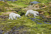 Polar bear (Ursus maritimus) cubs running in the tundra, Spitzberg, Svalbard.