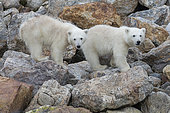 Polar bear (Ursus maritimus) cubs on rocks, Spitzberg, Svalbard