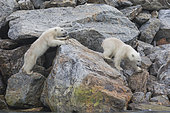 Polar bear (Ursus maritimus) cubs on rocks, Spitzberg, Svalbard