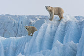Polar bear (Ursus maritimus) female and cub on an iceberg, Wahlenbergfjord, Nordaustlandet, Spitzberg, Svalbard.