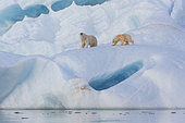 Polar bear (Ursus maritimus) female and cub on an iceberg, Wahlenbergfjord, Nordaustlandet, Spitzberg, Svalbard.