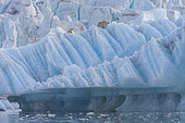 Polar bear (Ursus maritimus) female and cub on an iceberg, Wahlenbergfjord, Nordaustlandet, Spitzberg, Svalbard.