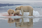 Polar bear (Ursus maritimus) female and cubs eating a seal on a piece of drifting ice, Wahlenbergfjord, Nordaustlandet, Spitzberg, Svalbard.
