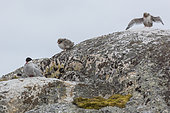 Arctic Tern (Sterna paradisaea) and its chicks on rock, Spitzberg, Svalbard.