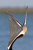 Brown Pelican (Pelecanus occidentalis), Florida, USA
