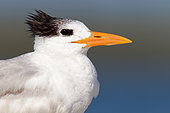 Royal Tern (Thalasseus maximus), Florida, USA