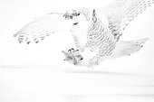 Snowy Owl (Bubo scandiacus) landing, Quebec, Canada